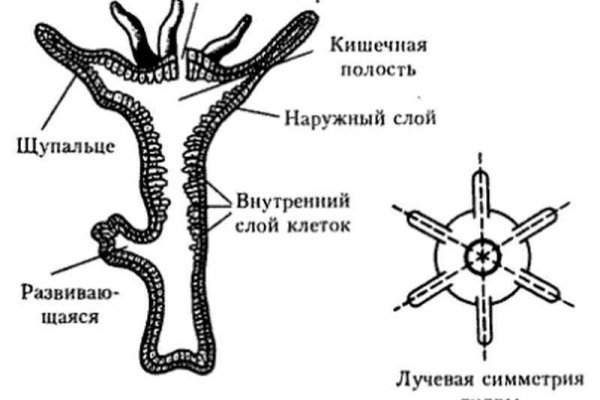 Кракен зеркало рабочее kr2web in